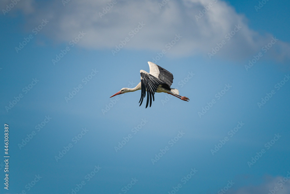 Fototapeta premium The stork soars beautifully in the sky against the backdrop of clouds.