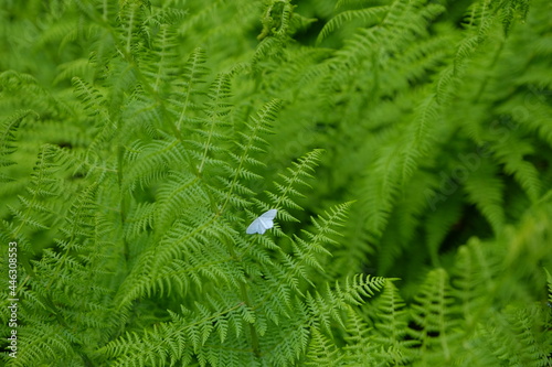 Kleiner weißer Schmetterling auf Farn