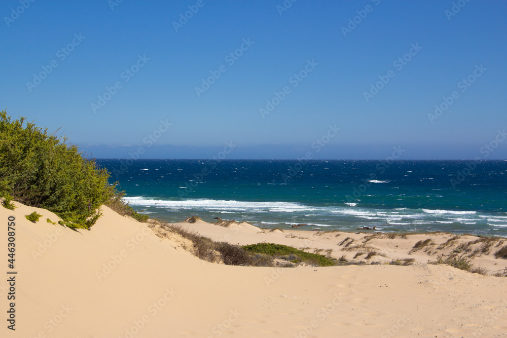 Beach landscape with fine sand, clear waters and plants. Dunes. Virgin beach.