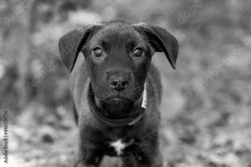 Dog Puppy Cute Close Up Black And White