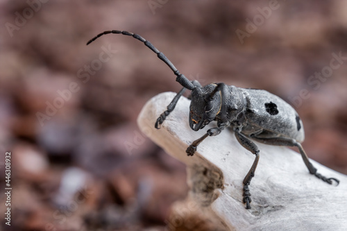 Morimus funereus is a species of beetle in the family Cerambycidae, found in Bulgarian nature © Kalina