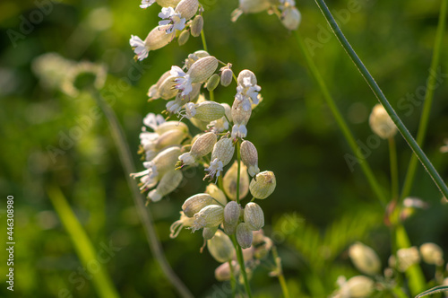 Flowers of Silene vulgaris, bladder campion, maidenstears close up on a meadow