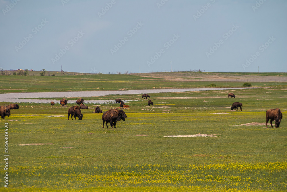 Badlands National Park, SD, USA - June 1, 2008: Group of brown bisons spread all over green landscape under blue sky. Badlands National Park, SD, USA - June 1, 2008: Group of brown bisons spread all over green landscape under blue sky.