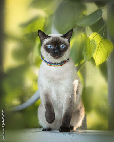 Thai cat with blue eyes on a bench in the summer garden
