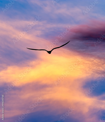 Sunset Bird Flying Silhouette Vertical