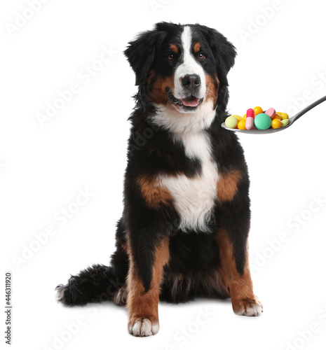 Adorable Bernese Mountain dog and spoon full of different pills on white background. Vitamins for animal