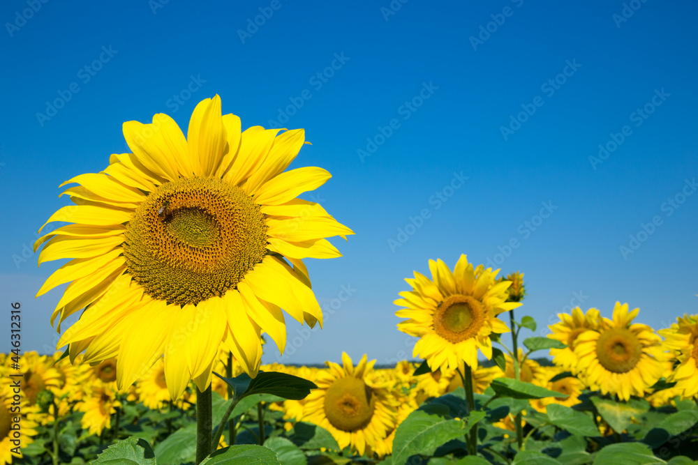 Sunflower field with cloudy blue sky