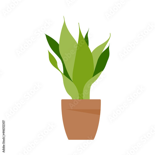 Home plant. Potted plant isolated on white. Flat. Vector illustration.