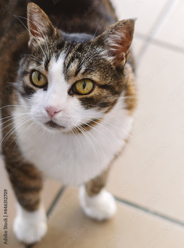 a dark brown and white cat