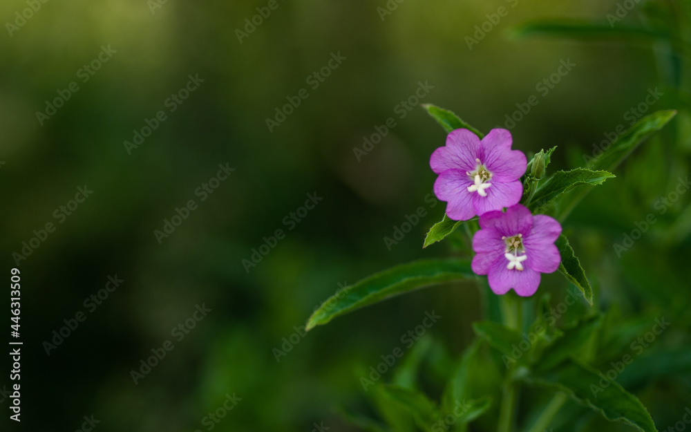 Dwa fioletowe kwiaty na zielonym tle, tło, natura Dwa fioletowe kwiaty na zielonym tle, tło, natura