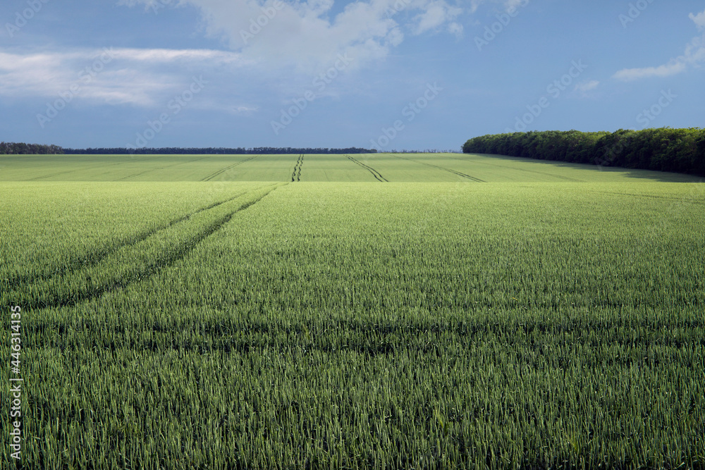 Scenery. Light and shadow on a wheat field Scenery. Light and shadow on a wheat field