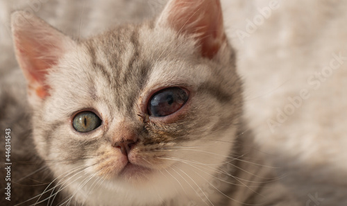 small kitten with a congenital cataract of the left eye, high eye pressure, hereditary disease