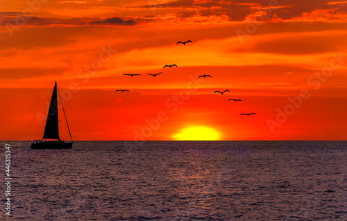 Sunset Sailboat Ocean Bird Nature Landscape