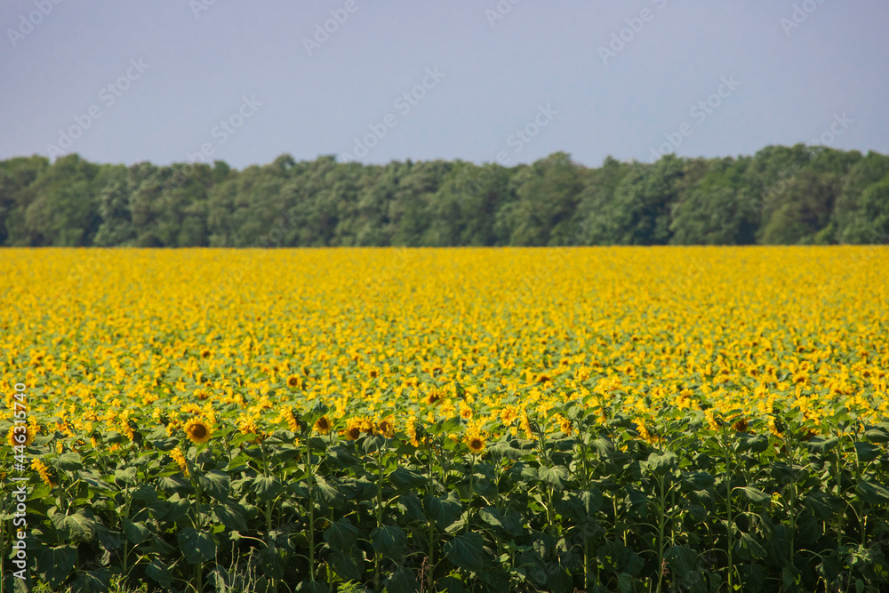 Yellow sea blooming sunflower against the blue sky Yellow sea blooming sunflower against the blue sky