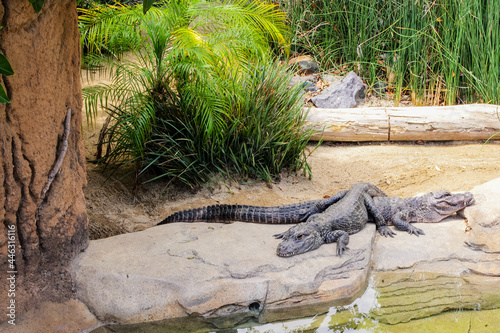 Small Alligator  Resting