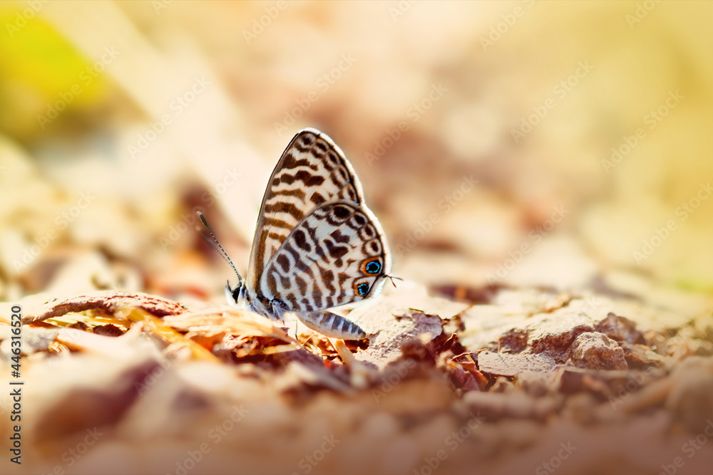 Obraz premium Butterfly in opposite light