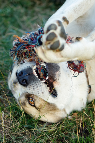 Close-up portrait of a Asian shepherd dog playing with a rope