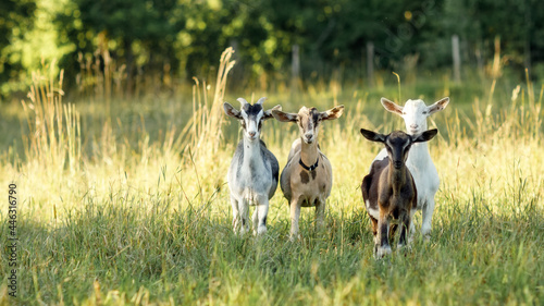Four, brown, beige, white and gray goats stand in a summer meadow with long bends and look at us