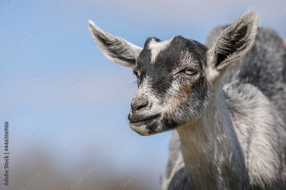Young capricorn makes a smart face and looks into the distance against a background of blue sky.