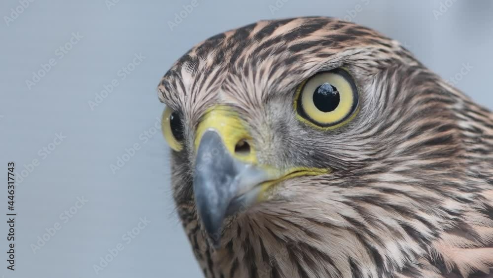 Eagle eye close-up, macro, eye of young Goshawk Accipiter gentilis Eagle eye close-up, macro, eye of young Goshawk Accipiter gentilis