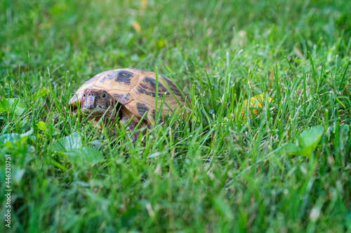 Russian tortoise peaks through the tall grass photo