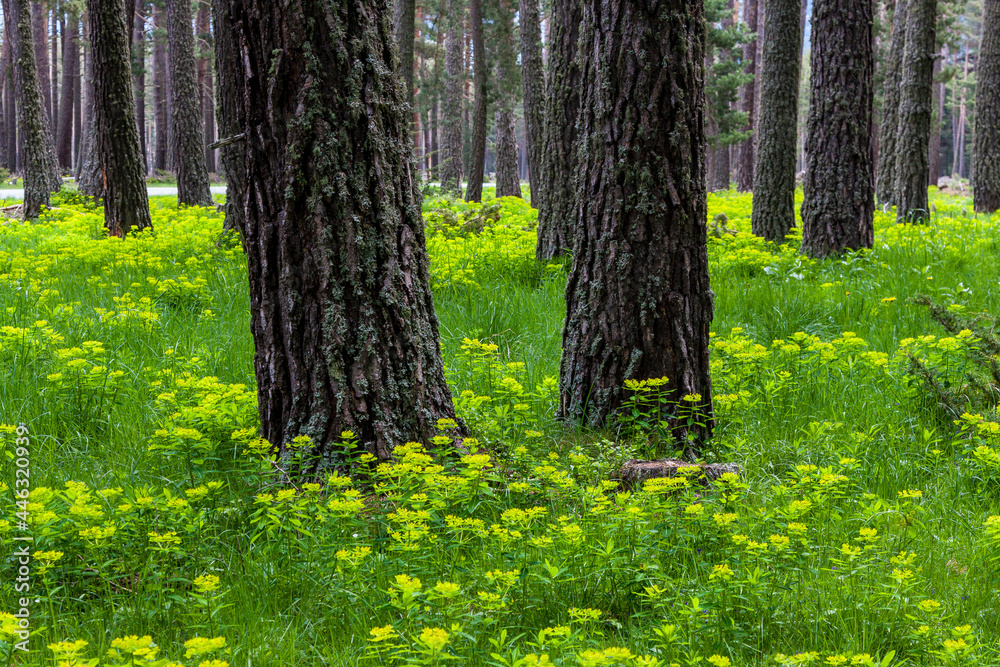 Fototapeta premium forest with two trees in the foreground and flowered ground