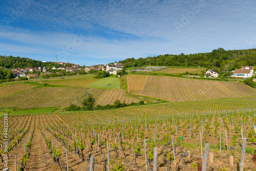 paysage de vignes dans le Beaujolais avec les collines couvertes des plants et des ceps avant la pousse des feuilles. photo