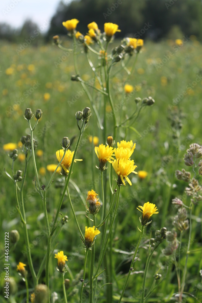 yellow flowers in the summer field landscape yellow flowers in the summer field landscape