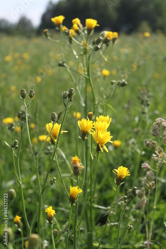 yellow flowers in the summer field landscape