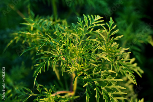 Ragweed bushes. Ambrosia artemisiifolia is the strongest allergen.  Its pollen causes severe  allergies during flowering.