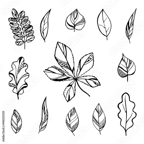 A set of simple, linear images of leaves of different tree species. Vector decoration for creating collages, backgrounds, backdrops, etc. Line art.