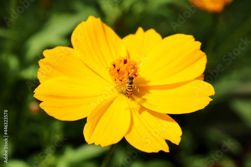 Bee on a Yellow Cosmo Flower 