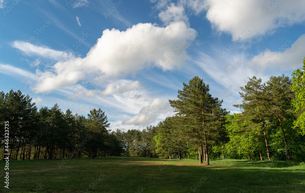 Beautiful meadow in the park. Lensnaya glade. Summer landscape with white cumulus clouds. Scenery.