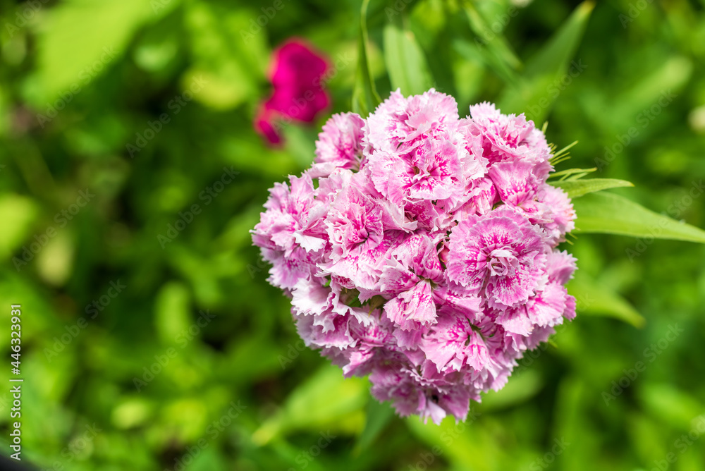 Obraz premium Top view of the pink flower Dianthus barbatus on a blurry green background, shallow depth of field.