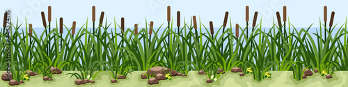 Reeds in grass, pond or lake water side. Lawn with chamomiles and yellow flowers, stones and grass. Landscape background, cartoon style. Vector illustration