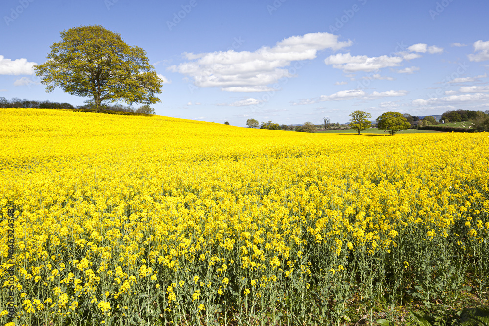 Obraz premium Oil seed rape in full flower near Kington, Herefordshire UK