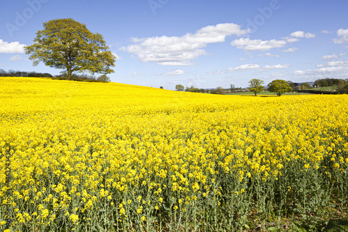 Oil seed rape in full flower near Kington  Herefordshire UK