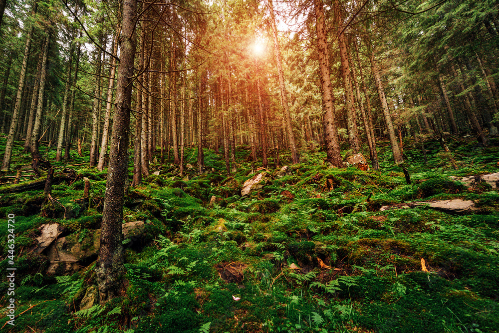 Fototapeta premium Forest trees. nature green wood sunlight backgrounds..