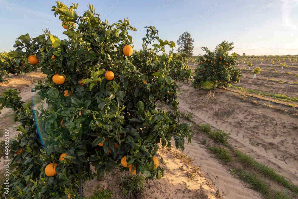 Orange farm in Huelva, Spain. Agriculture concept.