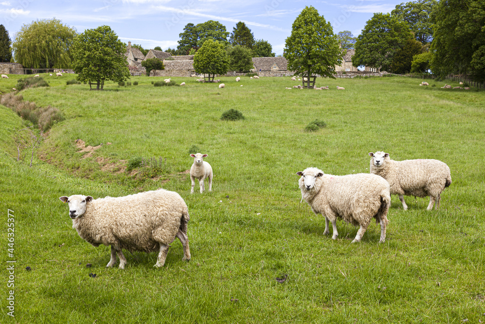 Sheep and lambs grazing at the Cotswold village of Yanworth, Gloucestershire UK Sheep and lambs grazing at the Cotswold village of Yanworth, Gloucestershire UK