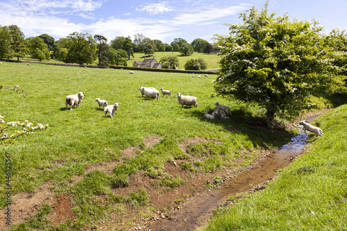 Sheep grazing beside a Cotswold stream near Stowell, Gloucestershire UK photo