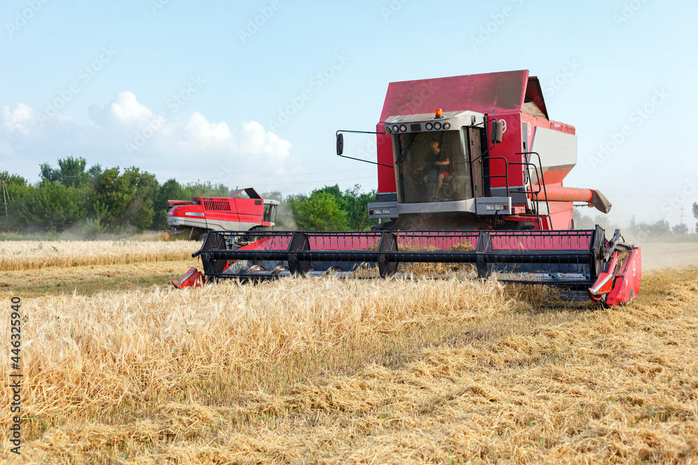 Fototapeta premium Wheat harvesting on field in summer season. Combine harvester harvests ripe wheat. agriculture. Process of gathering crop by agricultural machinery.