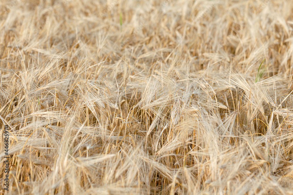 Ears of ripe wheat close-up. Wheat field. Beautiful Nature Sunset Landscape. Rural landscapes in bright sunlight. Ears of ripe wheat close-up. Wheat field. Beautiful Nature Sunset Landscape. Rural landscapes in bright sunlight.