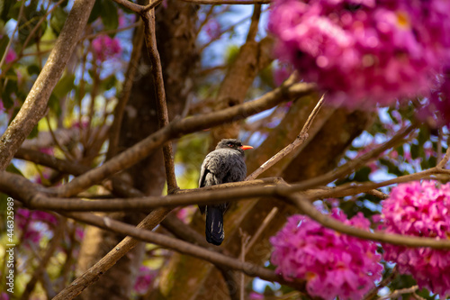 Um pássaro chamado Chora-chuva-preto, descansando em um galho florido de ipê rosa. (Monasa nigrifrons) photo