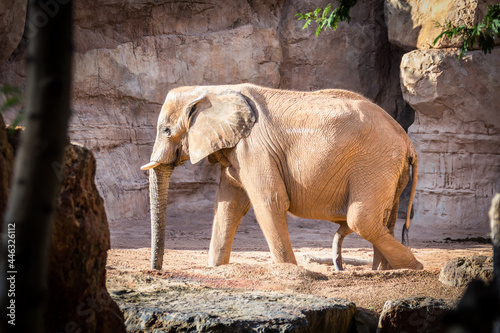 Happy elephant