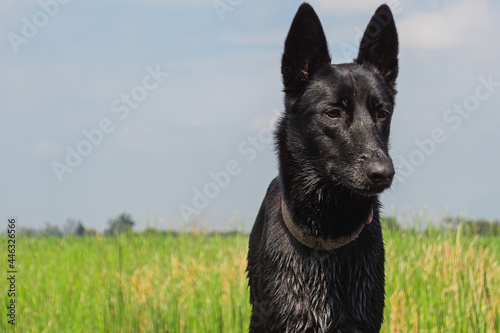 Guardian dog Portrait © Champy