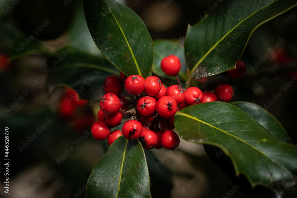 Showy red sprig of holly with tree branch and green leaves Showy red sprig of holly with tree branch and green leaves