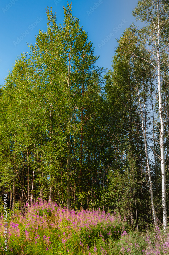 Obraz premium forest