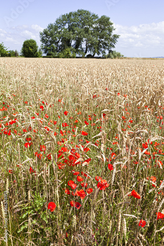 Poppies in a ripe field of wheat at Mont Saint Michel  Normandy  France