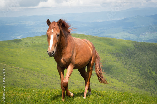horse in the meadow in the mountains
